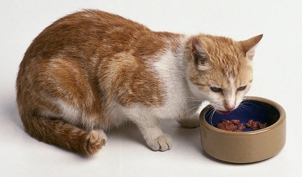 Jaga Kucing Anda agar Tetap Sehat dengan 10 Rekomendasi Makanan 