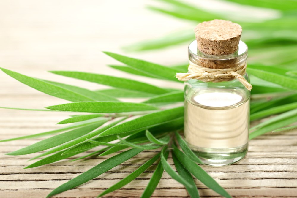 Tips Memilih Tea Tree Oil Dan Rekomendasi Merk Tea Tree Oil Terbaik (2023)