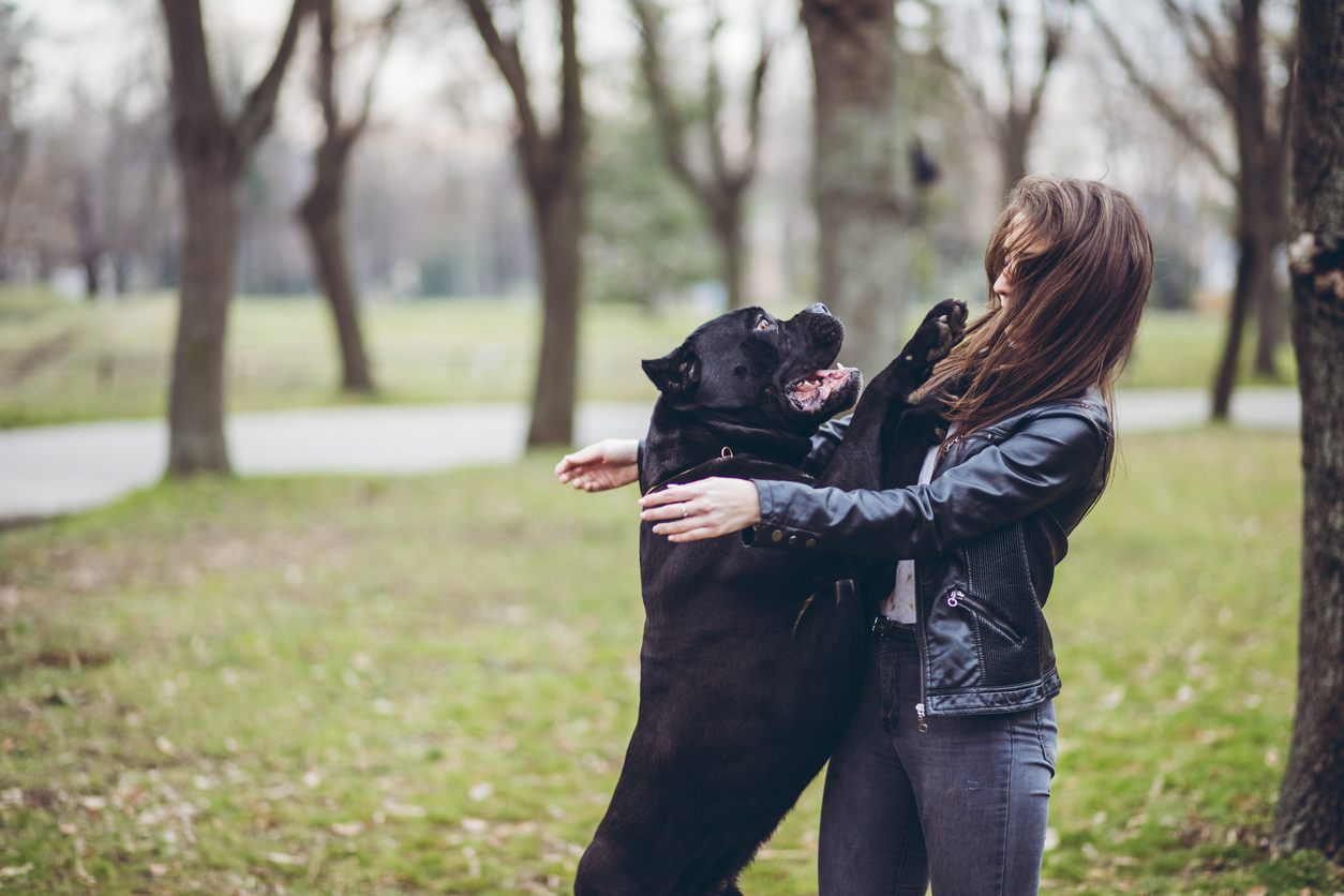 What Should You Do If Your Dog Bites You(2020)? Treatment ...