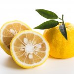 Yuzu adalah buah kaya akan vitamin yang sangat penting untuk kesehatan. Buah yuzu ini dapat diolah menjadi minuman yang sangat menyegarkan dan menyehatkan. BP-Guide akan merekomendasikan minuman yuzu yang wajib untuk Anda coba.