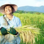 Beras merupakan makanan pokok di Indonesia. Oleh karena itu, produksi beras mesti ditingkatkan. Salah satunya dengan menggunakan mesin untuk membantu proses panen. Berikut rekomendasinya untuk Anda.