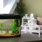 10 Rekomendasi Filter Aquarium Terbaik dan Cara Memilihnya! (2022) 
