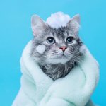 Basmi Kutu pada Bulu Kucing dengan 10 Rekomendasi Sampo Kutu Kucing Terbaik (2023)