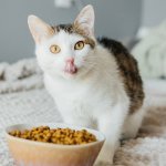 Banyak rumah yang memelihara kucing, tetapi tidak banyak yang memperhatikan makanan yang diberikan untuk si kucing peliharaan. Makanan terbaik tentunya akan membuat kucing Anda tetap sehat dan atraktif. Berikut rekomendasi makanan kucing yang tepat untuk kucing kesayangan Anda.