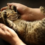 Menjaga dan merawat kucing tentunya menjadi semacam kewajiban bagi para penggemar kucing. Hanya saja, Anda perlu alat-alat perawatan yang terbaik, bukan? Berikut, BP-Guide memberikan rekomendasi alat perawatan kucing terbaik untuk Anda.