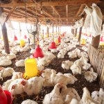 Beternak ayam menjadi bisnis yang menjanjikan. Namun untuk memastikan ayam tumbuh dengan baik serta dapat menghasilkan telur dan ayam berkualitas, pakannya pun tidak boleh sembarangan. Dalam artikel ini, BP-Guide akan memberikan rekomendasi pakan ayam alami yang bisa dibeli atau dibuat sendiri.