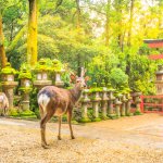 奈良はあまり派手ではない印象ではあるものの、数々の歴史ある寺院があり、また郊外に出れば自然も多い土地です。こちらでは2026年最新情報として、結婚記念日を楽しみたい夫婦に向けた奈良の温泉宿を紹介しています。観光地からのアクセスが良いところや貸切風呂でゆっくりできる宿など、夫婦が特別な日をより仲良く過ごせる宿を見つけてくださいね。