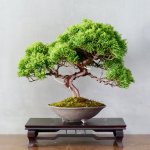 Anda mencari tanaman hias yang unik dan menawan untuk mempercantik ruangan Anda? Bonsai beringin dolar adalah pilihan yang sempurna. Dengan bentuknya yang eksotis dan ukuran mini, bonsai ini bisa menjadi sentuhan klasik yang elegan untuk interior rumah Anda.