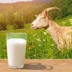 Anda pasti sudah akrab dengan susu sapi, tetapi tahukah Anda tentang keajaiban Susu Kambing Etawa? Produk alami ini sedang naik daun karena manfaat luar biasa yang ditawarkannya untuk kesehatan Anda.

