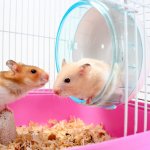 Hamster, hewan imut yang satu ini bisa jadi alternatif untuk Anda yang ingin memelihara hewan peliharaan lucu yang tak perlu banyak perawatan mahal. Tertarik untuk memeliharanya? Eits, Anda juga mesti tahu cara merawat dan produk perawatan yang tepat untuk si hamster lho!