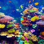 Chắc hẳn bạn đã từng nghe đến từ "san hô" rồi phải không nào? Nhưng liệu bạn đã biết rõ về loài sinh vật biển này chưa? Bài viết dưới đây của Bp-guide sẽ giúp bạn tìm hiểu sâu hơn về san hô cũng như những địa điểm ngắm nhìn san hô đẹp nhất tại Việt Nam. Hãy cùng khám phá ngay thôi.
