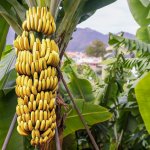 Indonesia kaya dengan aneka tumbuhan khas, termasuk berbagai jenis pisang unik. Bahkan ada jenis pisang unik yang hanya tumbuh di daerah tertentu. Apa saja jenis pisang unik yang bisa kamu ketahui? BP-Guide akan berikan ulasannya berikut ini. 