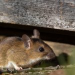 Anda mungkin sudah menyadari betapa merusaknya kehadiran tikus dalam lingkungan Anda. Ancaman terhadap kesehatan dan kerusakan yang disebabkan oleh mereka dapat menjadi masalah serius. Namun, jangan khawatir, ada solusi efektif untuk mengatasi masalah tikus ini.

