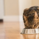 Makanan kering kucing perlu dipilih dengan tepat. Kini, ada berbagai merk makanan kering kucing yang dijual dengan harga bervariasi dan juga kandungan nutrisi yang berbeda. Cek semua di sini!