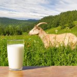 10 Rekomendasi Susu Kambing Terbaik untuk Tubuh Lebih Sehat di 2023!