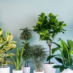 Want to add some life into your home decor? Try these amazing and beautiful house plants that will add some colour and nature to the bland corners of the hosue. This article also includes tips you can use to get the decor right. Go ahead!