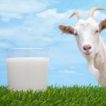 Anda mencari merek susu kambing etawa yang dapat memberikan kelezatan dan manfaat kesehatan sekaligus? Tidak perlu khawatir, kami telah merangkum rekomendasi merek susu kambing etawa terpercaya yang dapat menjadi pilihan terbaik untuk Anda.