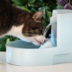 Bukan hanya tempat makan, tempat minum juga sangat penting untuk si kucing lho! Berikan tempat minum berkualitas untuk anabul kesayangan dengan membaca rekomendasi BP-Guide dalam artikel berikut!