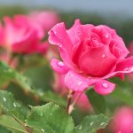 Khi nhắc đến "hoa hồng" chúng ta thường nghĩ ngay đến ý nghĩa về tình yêu. Tuy nhiên, hoa hồng cũng có nhiều ý nghĩa khác bên cạnh tình yêu đôi lứa. Không những vậy, tuy vào màu sắc và số lượng bông thì ý nghĩa cũng khác nhau. Vậy nên hãy cùng Bp-Guide tìm hiểu các ý nghĩa của hoa hồng ngay dưới đây thôi nào!