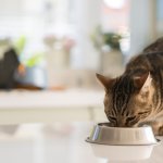 Tempat makan kucing berfungsi sebagai wadah makanan kucing agar tidak berantakan ke mana-mana. Karena kucing sebagai hewan tentu tidak mengerti bagaimana agar makanannya tidak berantakan. Cek rekomendasi terbaiknya untukmu!