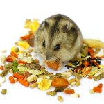 Anda mungkin bertanya-tanya, makanan apa yang paling cocok untuk hamster kesayangan Anda? Kebutuhan nutrisi mereka berbeda dengan hewan peliharaan lainnya, dan memilih makanan yang tepat dapat memastikan kesehatan dan kebahagiaan mereka.
