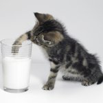 Di saat-saat awal kehidupannya, bayi kucing membutuhkan susu yang mengandung nutrisi lengkap untuk memenuhi kebutuhan mereka. Temukanlah susu yang ideal untuk memberikan asupan gizi yang diperlukan agar bayi kucing Anda tumbuh menjadi kucing yang kuat dan sehat.
