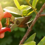 Lengkapi peralatan berkebun Anda supaya tanaman jadi lebih indah dipandang. Salah satu alat yang wajib dimiliki adalah gunting tanaman. Cek jenisnya bersama kami dan juga rekomendasi produknya!