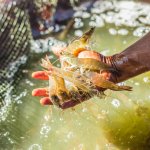 Seafood menjadi makanan favorit bagi sebagian besar masyarakat. Udang galah adalah salah satu jenis yang populer. Ternyata udang galah bisa dibudidayakan dan dipancing, lho. BP-Guide akan merekomendasikan alat pancing udang galah dan tips memancing yang benar.