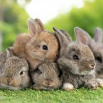 Jika berbicara mengenai hewan peliharaan, apa yang ada di dalam pikiran Anda? Kelinci pasti salah satu hewan peliharaan yang terpikirkan ketika berbicara mengenai hewan peliharaan.