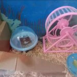 Memiliki hamster tentu saja menjadi sebuah kesenangan tersendiri karena binatang kecil nan imut ini bisa menemani hari-hari kita dan membuatnya menjadi lebih ceria. Tahukah Anda bahwa hamster membutuhkan mainan di kandangnya agar tidak stres? Apa saja rekomendasi mainan untuk hamster? Yuk, simak artikel berikut ini!