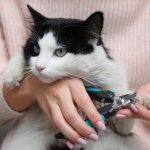 10 Rekomendasi alat grooming kucing murah dan berkualitas (2023)