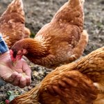 Anda sebagai pemilik hewan ternak perlu memperhatikan pakan ayam yang diberikan kepada unggas Anda. Pemberian pakan yang tepat adalah kunci untuk memastikan pertumbuhan optimal, kesehatan yang baik, dan produksi yang berkualitas.