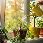 Indoor plants are not only an aesthetic addition to a house, but it also has many benefits - air-purifying being the top one on the list. If you want to get indoor plants for your home but do not know where to get started, then this article is your go-to guide and we'll tell you everything you need to know about indoor plants!