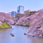 Tokyo is without doubt one of the most beautiful travel destinations in the world. The city becomes even more beautiful during the cherry blossom season in spring when it gets draped completely in pink. If you want to truly make your trip to Tokyo memorable and are wondering how to visit it during the cherry blossom season, we are here to help you. This BP Guide has curated a list of the top tourist destinations in Tokyo renowned for cherry blossom viewing. We will also share everything you need to know about the importance of cherry blossoms in Japanese culture and how to prepare for your cherry blossoms viewing tour.