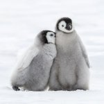 Penguin merupakan burung yang biasa hidup di air. Habitat mereka pada umumnya adalah tempat dingin, seperti di Kutub Selatan. Ada juga yang jenis tropis, seperti di Kepulauan Galapagos. Bentuknya yang lucu membuat orang-orang tertarik untuk menjadikannya boneka. Nah, simak ulasan dan rekomendasi boneka penguin yang dan imut dari BP-Guide berikut ini, ya!