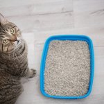 Anda yang memiliki kucing pasti menginginkan lingkungan kucing yang sehat, bersih, dan nyaman. Salah satu hal penting yang dapat membantu menciptakan hal tersebut adalah dengan memilih pasir kucing yang tepat.
