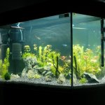 Anda yang menginginkan kualitas air terbaik dalam akuarium Anda, temukan filter aquarium terbaik yang mampu menyaring kotoran dan menjaga kebersihan air dengan sempurna.