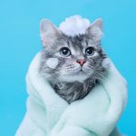 Memandikan kucing secara rutin sangat penting untuk menjaga kesehatan kulit dan bulunya. Tidak hanya itu, pastikan Anda juga memilih produk shampoo yang tepat untuknya. Simak rekomendasi sampo kucing terbaik dalam artikel BP-Guide berikut!