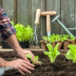 Nếu bạn đang có ý tưởng về một mảnh vườn nho nhỏ trồng các loại rau sạch tại gia mà còn băn khoăn chưa biết nên bắt đầu từ đâu thì đừng bỏ qua bài viết này nhé. Sau đây, Bp-guide sẽ giới thiệu đến bạn gợi ý 10 loại hạt giống rau dễ trồng tại nhà (năm 2022), hãy cùng tìm hiểu ngay nhé!