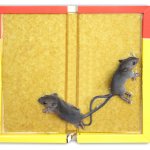 Anda mencari solusi terbaik untuk mengatasi masalah tikus yang meresahkan di sekitar Anda? Kami memiliki jawabannya! Lem Tikus yang paling ampuh akan memberikan Anda solusi tuntas dan efektif.