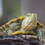 Dalam menjaga kesehatan kura-kura Brazil, pemilihan makanan yang tepat sangat penting. Artikel ini akan memberikan rekomendasi variasi makanan yang sesuai untuk mendukung pertumbuhan dan kebahagiaan kura-kura Brazil Anda.