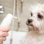 Does your dog hate baths? Is it a battle every time you take a bath? Why not add dry shampoo to your routine. Not only are you making it easy for you, but you are also making it less traumatic on your dogs. Our experts have curated a list of 10 dry shampoos for dogs and the benefits of using one of your dogs. 