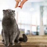 Memberikan vitamin secara rutin pada kucing kesayangan sangat penting untuk menjaga kesehatannya. Dalam artikel ini, BP-Guide akan memberikan rekomendasi produk terbaiknya dalam artikel ini.