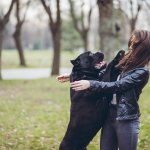 While dogs are the most lovable pets, their bite is really a thing of concern. It may be a superficial scrape or gash or a deep bite; whatever it is, you need to care for it and treat it before it gets infected. Unless you and the dog are vaccinated, a dog bite can lead to complication which is listed out in the article. Read on for the steps you need to take when your dog bites you. 