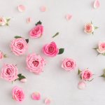 Roses are something which will never get old when It comes to gifting. Red roses signify love but there are also all the other myriad hues for every relation in your life, from pink to yellow and white. Each colour of roses has a different significance and you should know their meaning before gifting them to someone. Learn all about gifting roses and where to find trendy floral arrangements that will awe your loved ones.