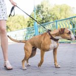 Caring for a puppy is similar to caring for small children and it must not be taken lightly. You should make sure that you have the following 10 dog accessories before becoming a proud owner of Puppy.