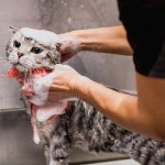 Anda yang peduli terhadap kesehatan kucing peliharaan pasti ingin memberikan perawatan terbaik. Shampo kucing adalah solusi untuk menjaga bulu yang bersih dan sehat.

