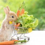 Makanan kelinci tidak hanya sebatas wortel, selada, atau sayuran lain. Lebih dari itu, kelinci membutuhkan pakan seimbang yang terdiri dari berbagai jenis. Untuk itu BP-Guide sudah merangkum rekomendasi makanan kelinci terbaik yang dapat kamu berikan untuk anabul satu ini. Simak sampai habis ya!