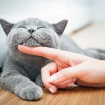 Diare adalah penyakit yang sering menghampiri kucing kesayangan. Jangan panik dulu, BP-Guide akan memberikan rekomendasi obat diare kucing yang aman! Ada tips menjaga kesehatan si kucing juga lho!