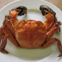 上海蟹 (カニ) グルメ・食べ物の誕生日プレゼント